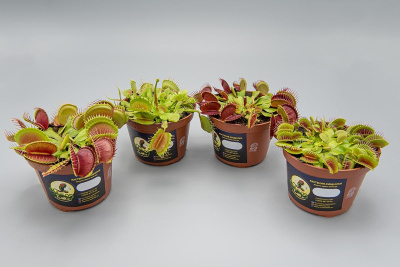 Мухоловка 820