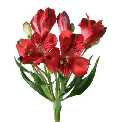 Альстромерия ПОШТУЧНО N 21 Альстромерия ПОШТУЧНО N 21