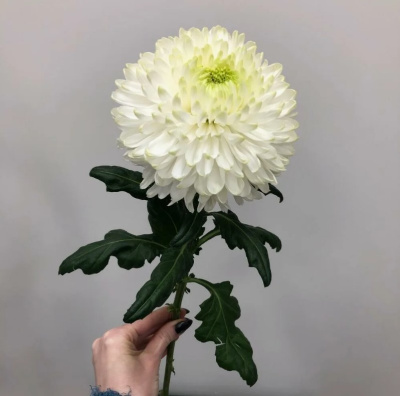 Хризантема одноголовая белая N 18 Хризантема одноголовая белая N 18