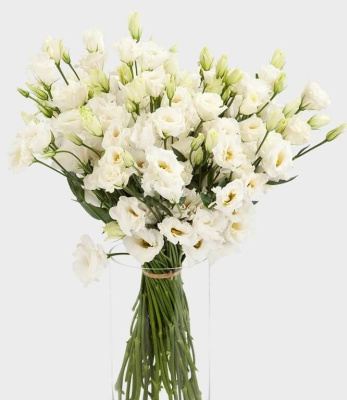 Букет из 25 Эустом (Лизиатус) 7342 Букет из 25 Эустом (Лизиатус) 7342