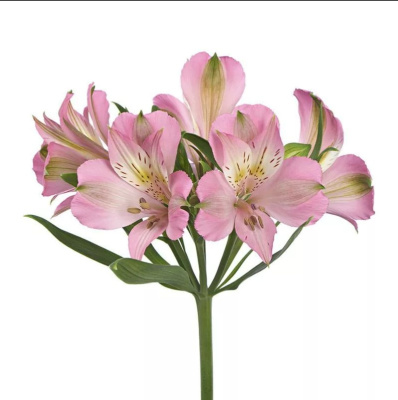 Альстромерия ПОШТУЧНО N 21 Альстромерия ПОШТУЧНО N 21