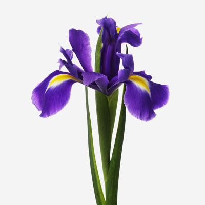Ирис фиолетовый ПОШТУЧНО N 841 Ирис фиолетовый ПОШТУЧНО N 841