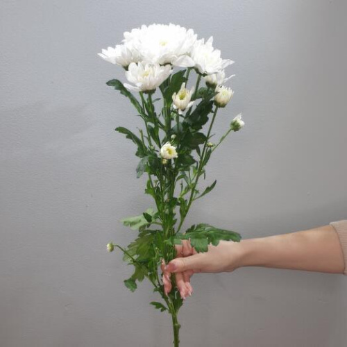 Хризантема кустовая МИКС ПОШТУЧНО арт. 19