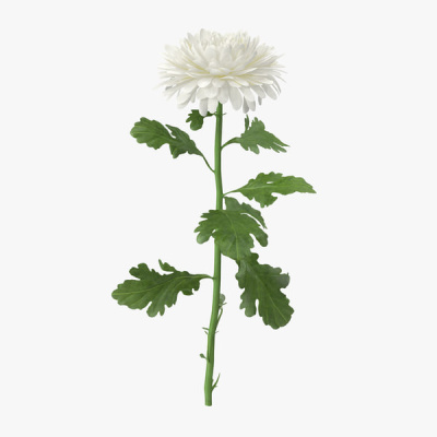 Хризантема одноголовая белая N 18 Хризантема одноголовая белая N 18