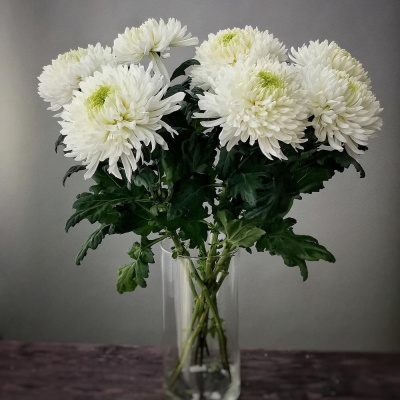 Хризантема одноголовая белая N 18 Хризантема одноголовая белая N 18